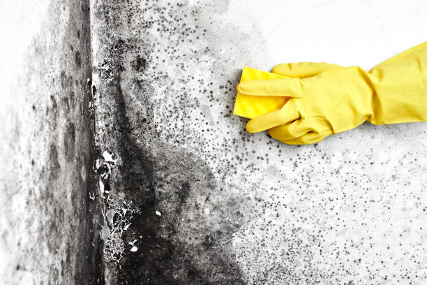 Mold Removal and Inspection in Sandpoint, ID