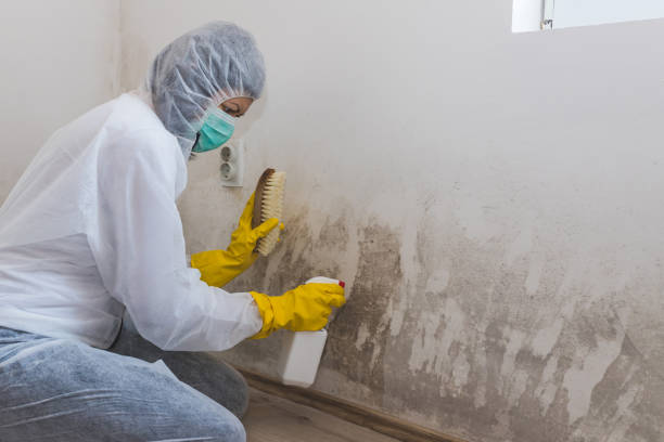 Best Professional Mold Removal  in Sandpoint, ID
