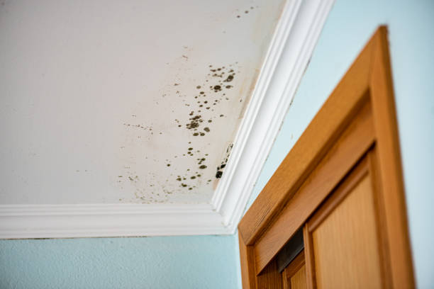 Best Mold Remediation  in Sandpoint, ID