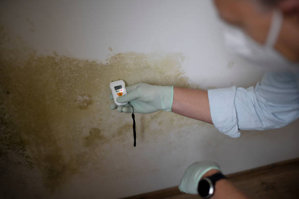 Best Mold Testing  in Sandpoint, ID