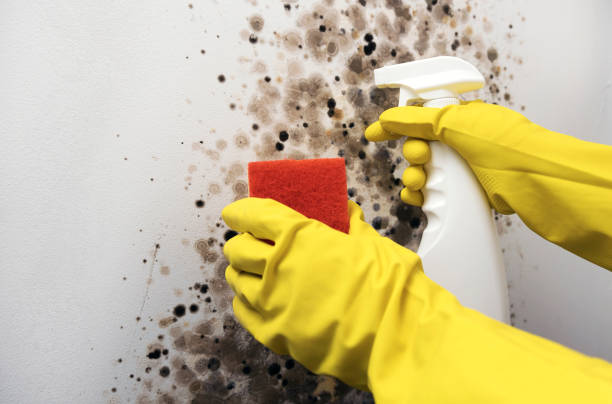 Best Toxic Mold Removal  in Sandpoint, ID