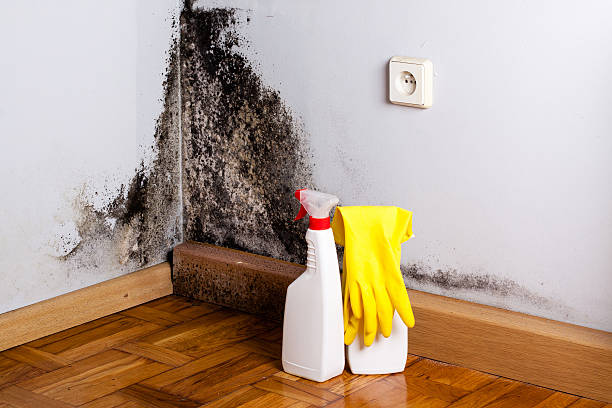 Best Attic Mold Removal  in Sandpoint, ID