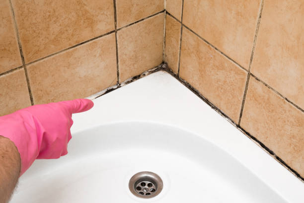 Mold Testing and Removal in Sandpoint, ID