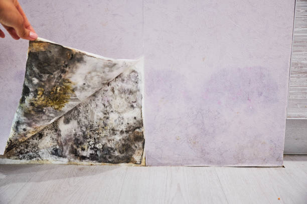 Best Commercial Mold Removal  in Sandpoint, ID